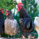 Imagen para el artículo titulado Si creías que las palomas son molestas, imagina vivir en una isla infestada de pollos salvajes